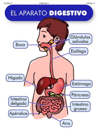 Proceso digestivo