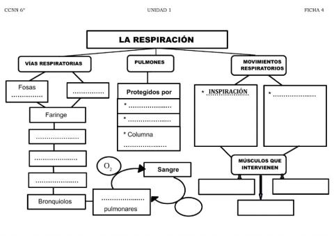 Respiración