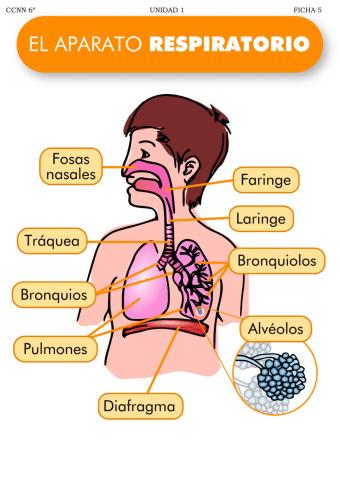 Respiración