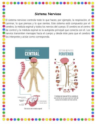 Sistema nervioso