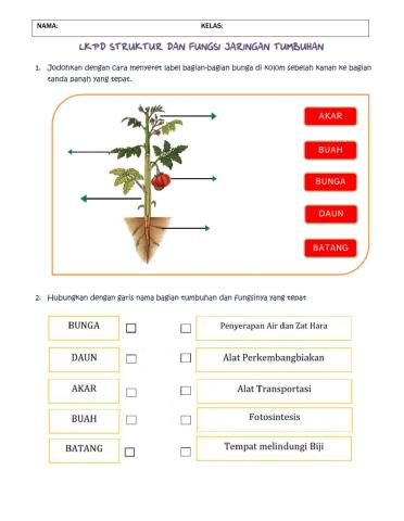 Lkpd Struktur dan Fungsi Tumbuhan