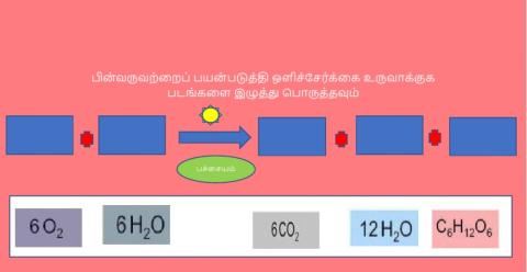 தாவர உள்ளமைப்பியல் மற்றும் தாவரசெயலியல்