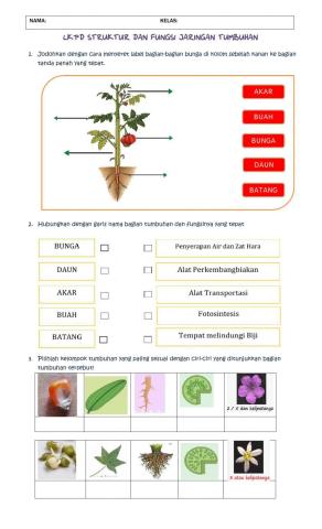 Lkpd Struktur dan Fungsi Tumbuhan kelas 8