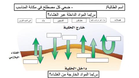 الغشاء البلازمي