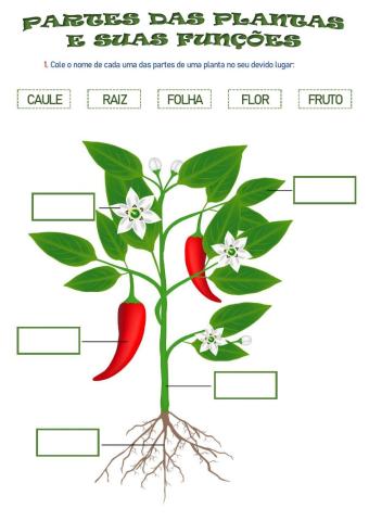 Partes de uma planta e suas funções