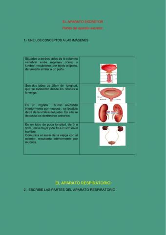 El aparato excretor y respiratorio