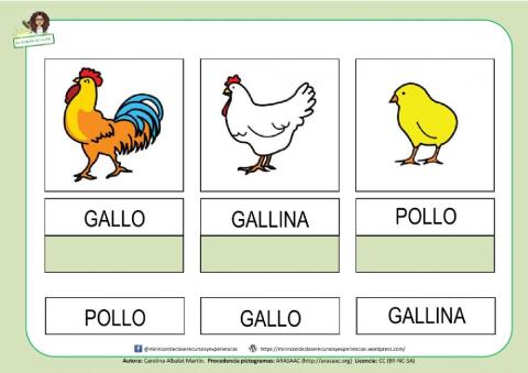 GALLO, GALLINA y POLLO