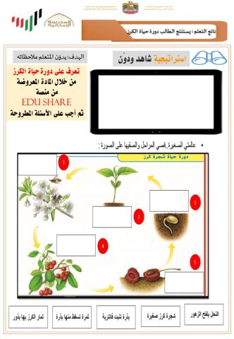 3ورقة عمل دورة حياة الكرز