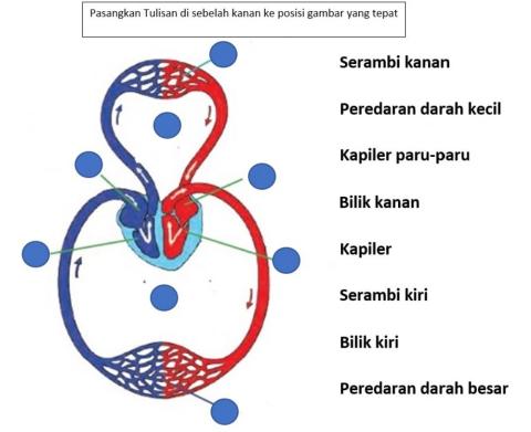 Peredaran darah