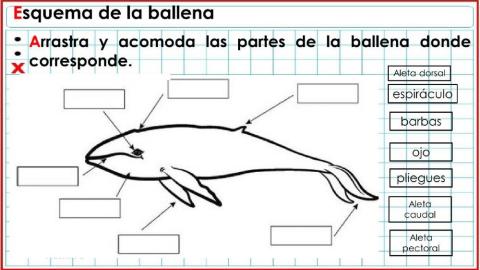 Esquema de la ballena