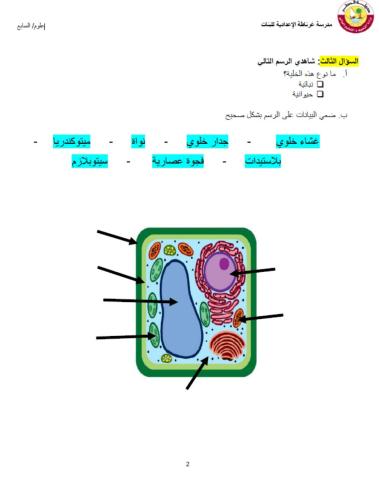 Plant cell