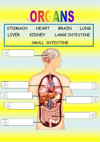 Organs