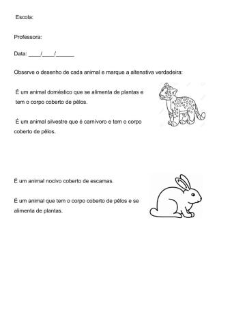 Característica dos animais