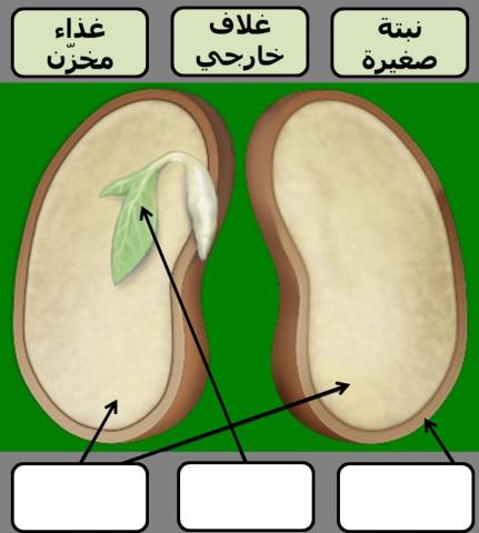 أجزاء البذرة