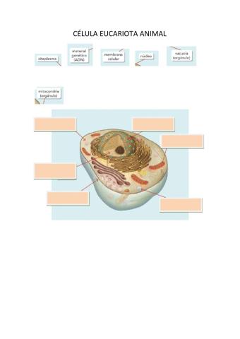 Células eucariotas animal y  vegetal