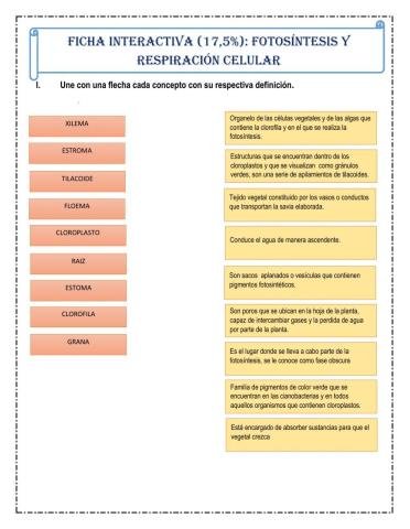 Fotosíntesis y Respiración celular