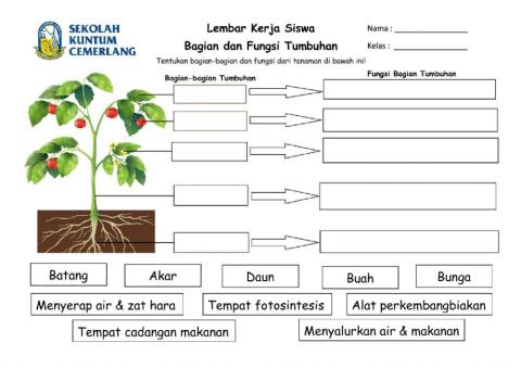 Bagian Tumbuhan