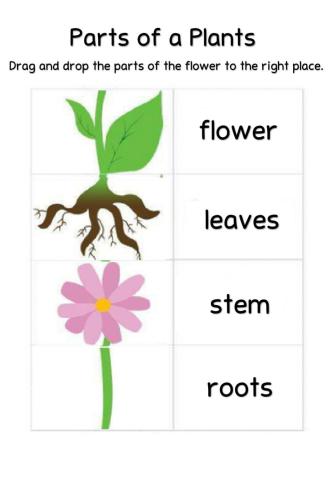 Parts of a Plant