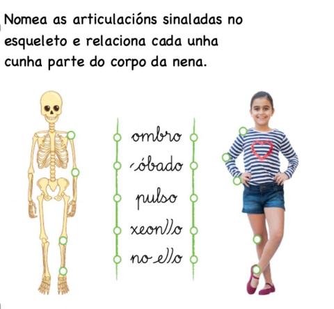 Articulacións