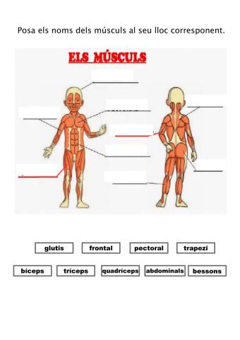 Els músculs