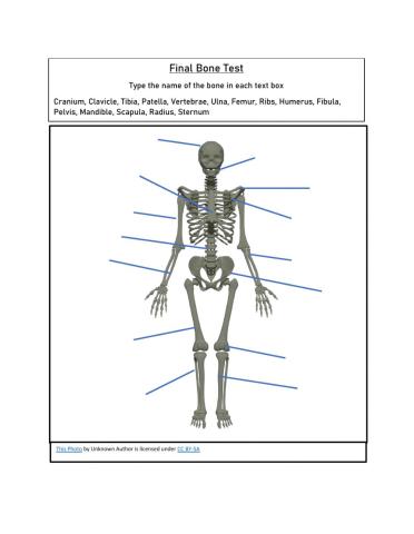 Skeletal System Assessment