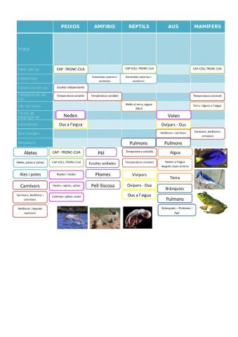 Graella característiques vertebrats