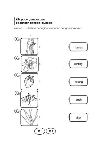 Bahagian Tumbuhan dan Ciri Tumbuhan