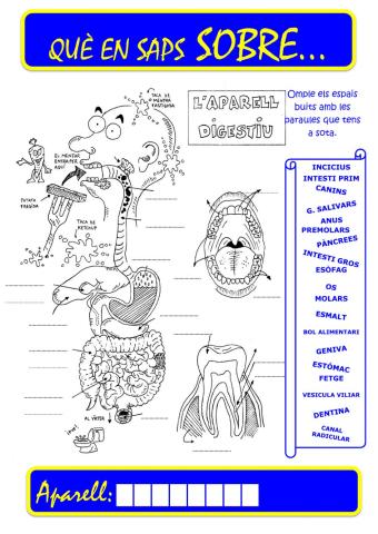 Que saps sobre...Aparell Digestiu 4