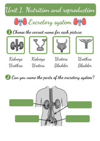 Excretory system