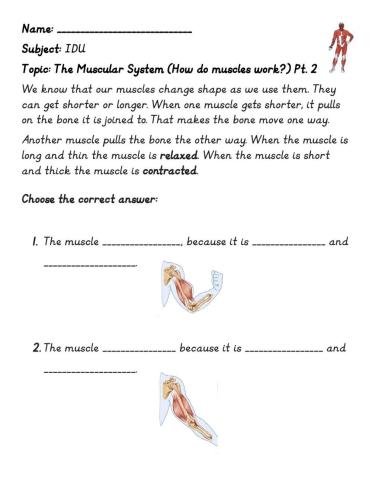 The Muscular System Pt. 2