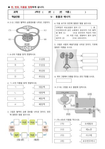 배설