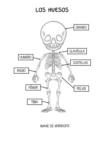 Esqueleto