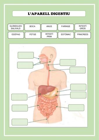 L'aparell digestiu