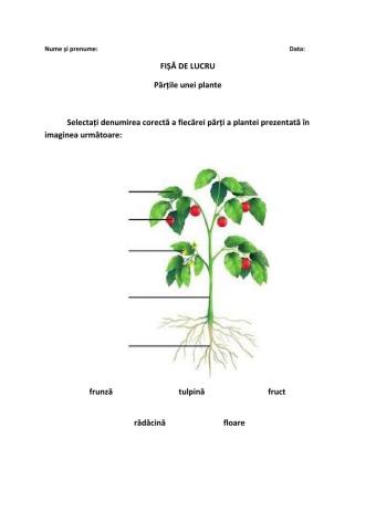 Părțile unei plante