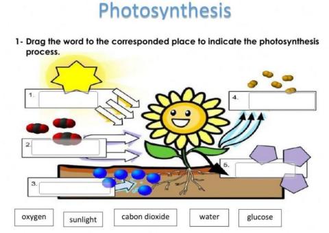 Photosynthesis