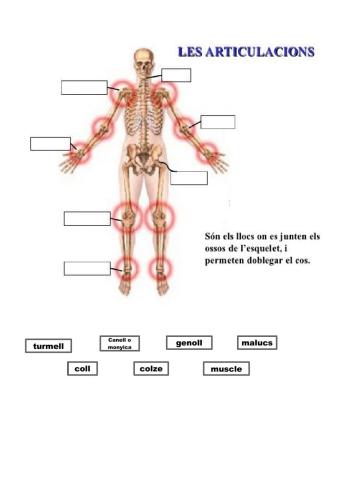 Les articulacions