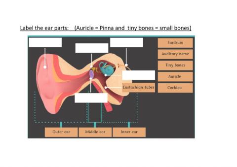 Label the ear parts