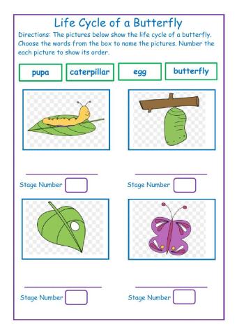 Life Cycle of a Butterfly