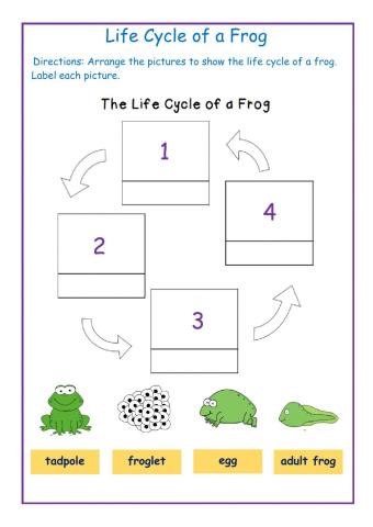 Life Cycle of a Frog