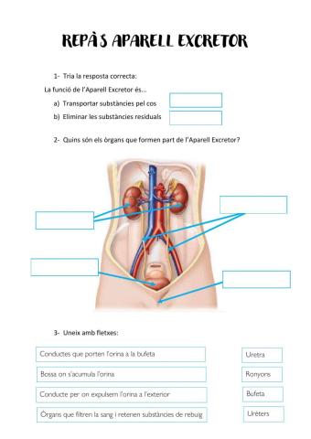 Repàs Aparell Excretor