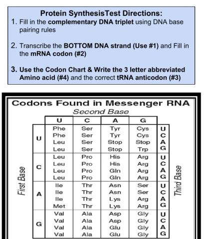 Protein Synthesis Test