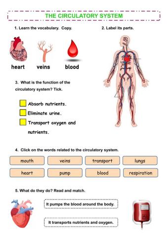 The circulatory system