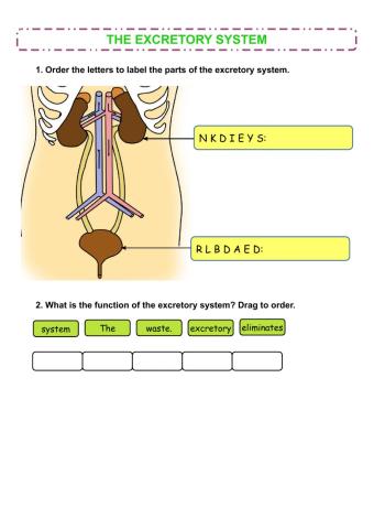 The excretory system