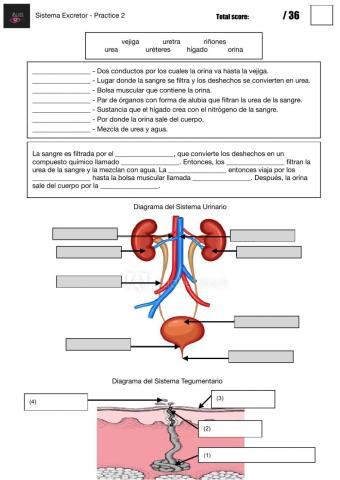 Sistema Excretor - Practice 2