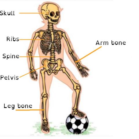 Skeleton