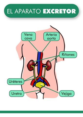 Aparato excretor