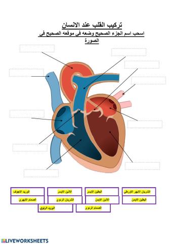 تركيب القلب في الانسان