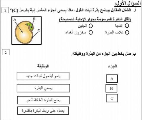 نشاط علوم 5 النبات