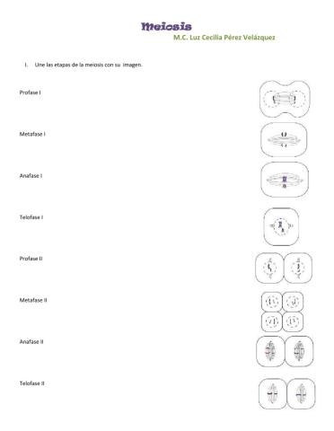 Meiosis