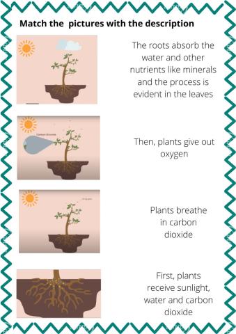 Photosynthesis matching